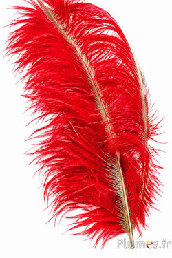 Struisvogel met goudkleurige schacht - 50-60 cm - rood